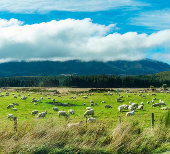 Survey shows New Zealand beef cattle numbers up, sheep down