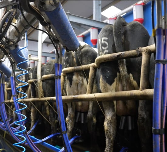 Watch: How a bulk milk tank test calculates individual SCCs
