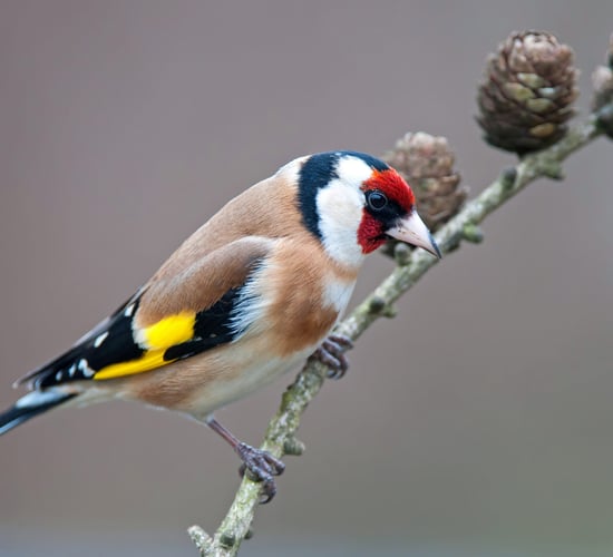 Volunteers sought for annual Countryside Bird Survey