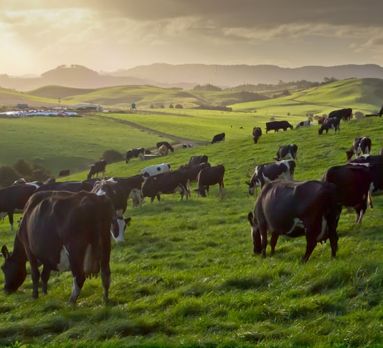 Ever thought about dairy farming in New Zealand?