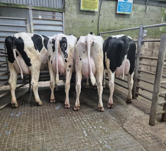 Top price of €3,860 earned for freshly calved heifer at Donegal sale
