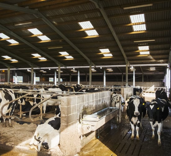 CSO: Domestic milk intake up 14m litres in January 2025