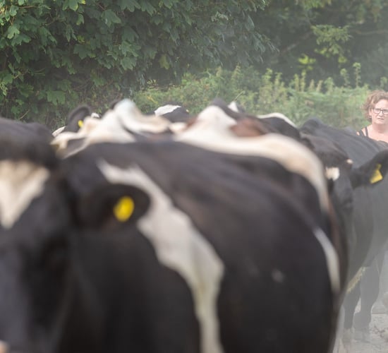 Meet the Cork farmers who volunteer as drivers for cancer patients