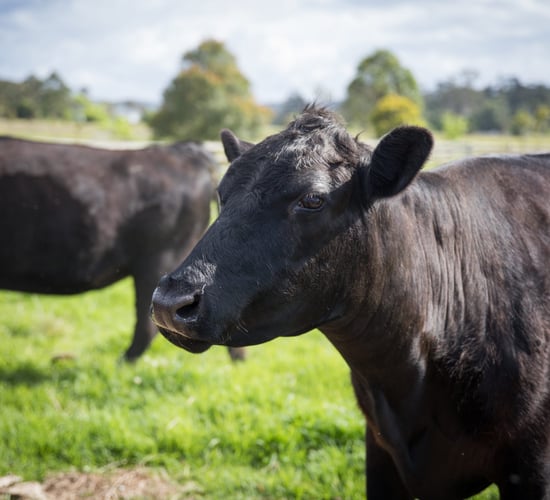 Cattle trade prices soar 34% year on year driven by demand from UK