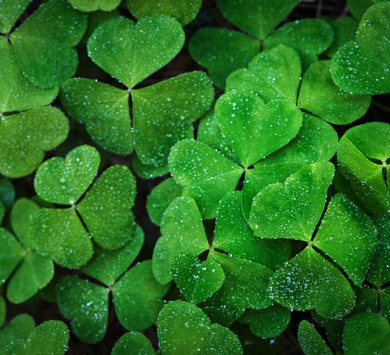 Bord Bia to host over 40 events for St. Patrick's Day