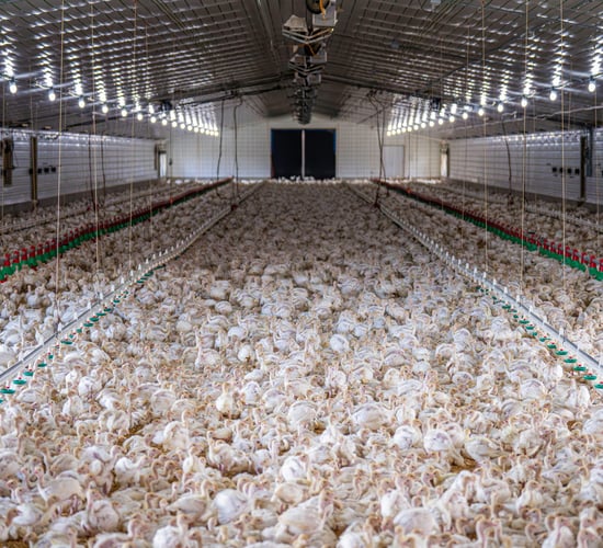 Landmark UK ruling classes chicken manure as 'waste'