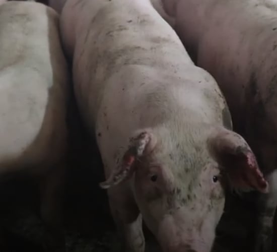Animal rights groups give DAFM 'files' on alleged welfare issues on pig farms