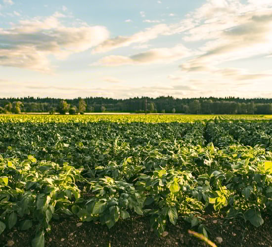 Latest Food Vision 2030 dashboard has focus on 'sustainability' indicators