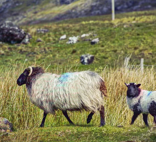 Planning to dip your sheep under the 2025 National Sheep Welfare Scheme?