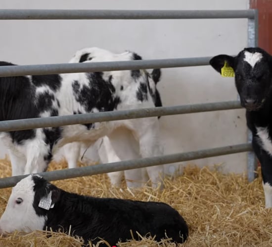 NCBC - home of exceptional dairy-beef genetics to grow profits