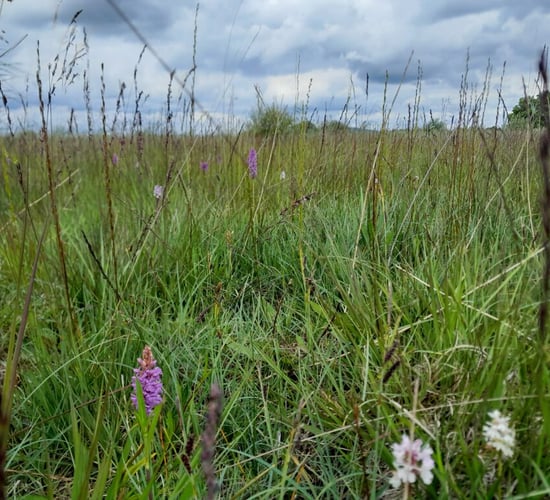 New €12m wetland restoration project underway in midlands