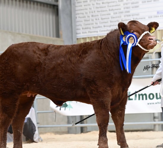 Results from NI Limousin Club's rising stars calf show