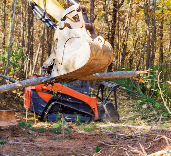 DAFM issued over 30 felling licences last week