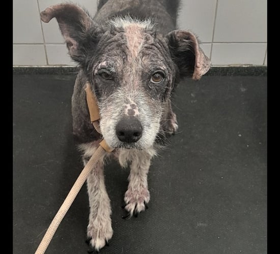 Court bans Waterford woman from owning animals for 10 years