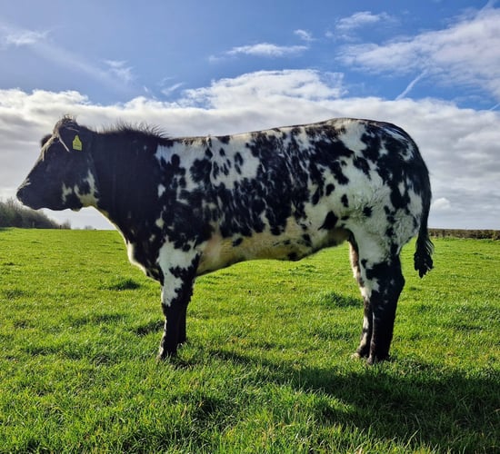 Belgian Blue-cross heifer just the ticket in raffle