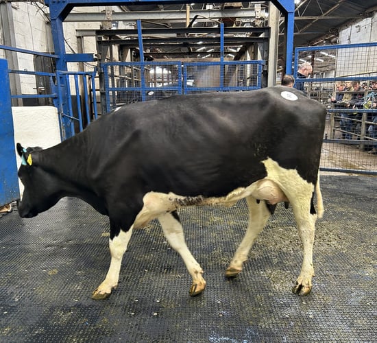 €6,100 achieved for February-calved heifer at elite herd sale