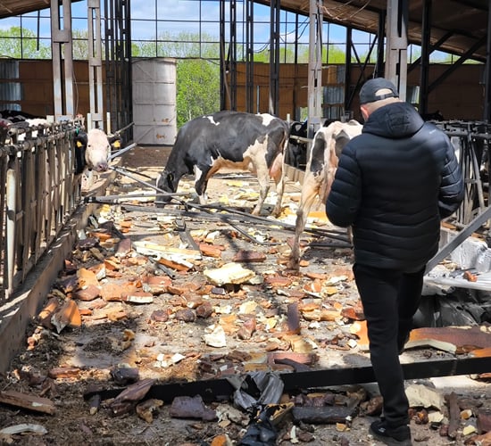 100 cows killed in drone attack on Ukrainian farm