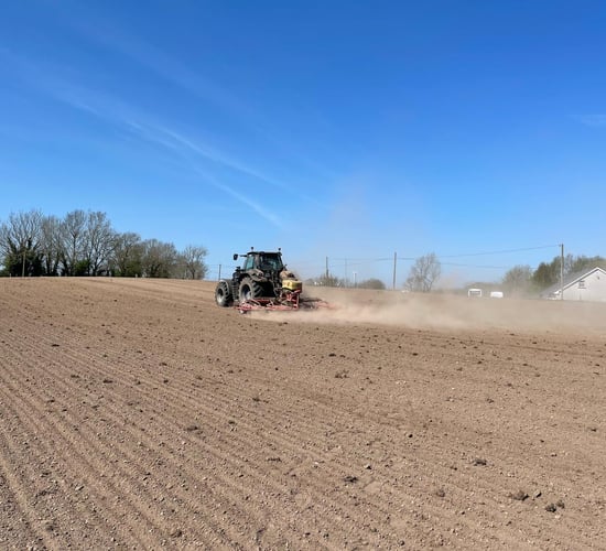 Sowing red clover on beef farms to grow high-protein feed
