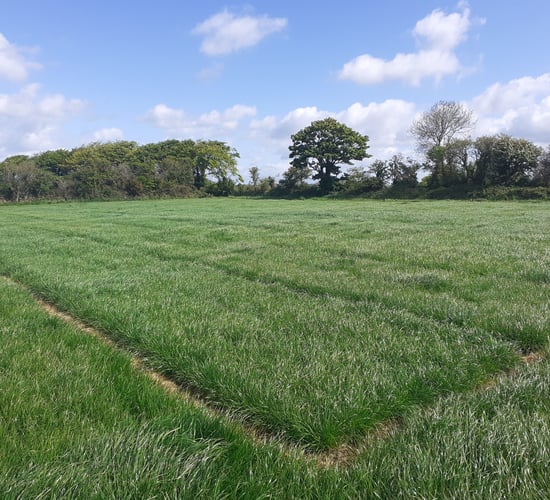 New grass variety brings 1.5t boost to spring growth