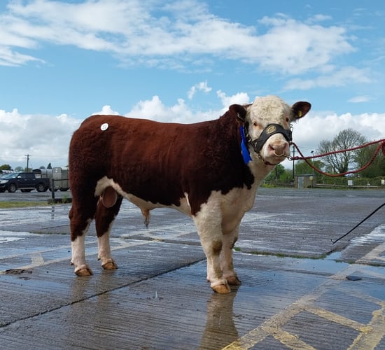 Offaly farmer takes top price at Kilmallock Hereford bull sale
