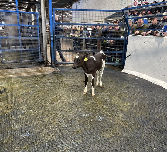 February-born heifer calf with €332 EBI makes €2,200 at Carnaross