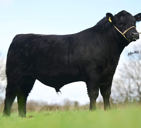 Bulls reach €10,700 at Carrick pedigree bull and heifer sale