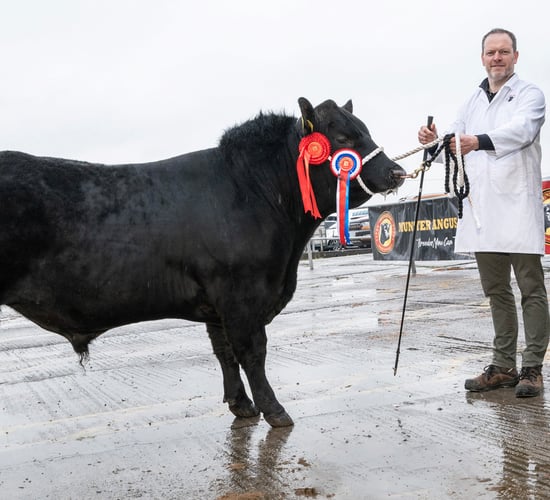 7 bulls clear €4,000 at Munster Angus breeders sale