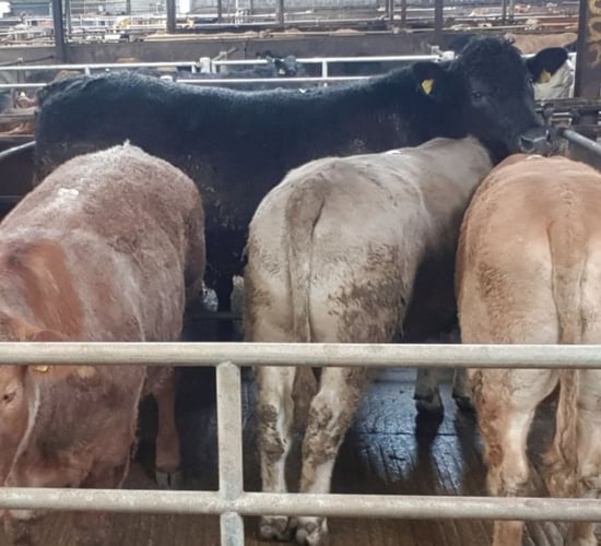 Mart report: 1,100kg Angus bullock makes €5,160 at Balla