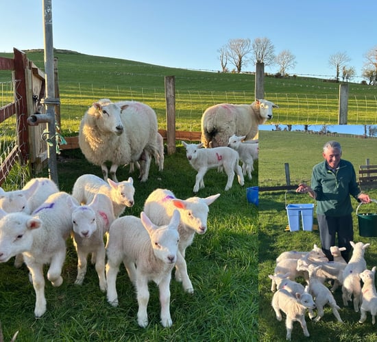 Donegal farmer in awe as two ewes deliver a dozen lambs