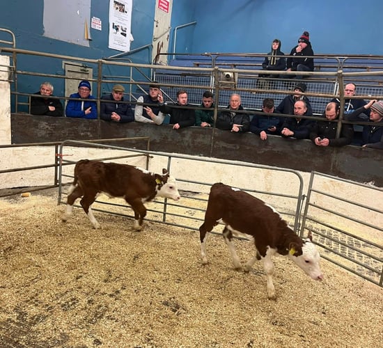 Sale report: Full clearance of 1,880 calves at Castleisland