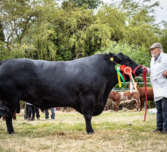 Over 800 competition classes open for Cork Summer Show