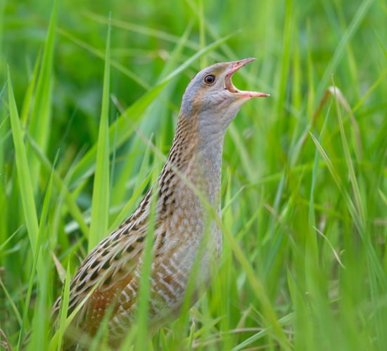 Sightings recorded as the birds are back in town