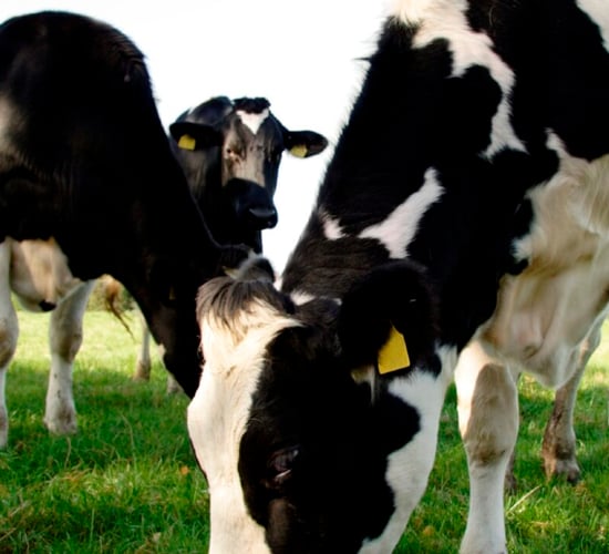 Stakeholder group meets amid 'heightened uncertainty' around derogation