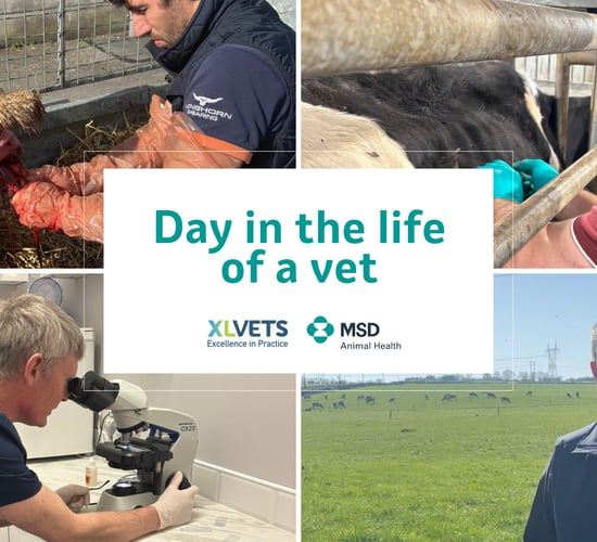 Day in the life: Balancing workloads in mixed veterinary practices