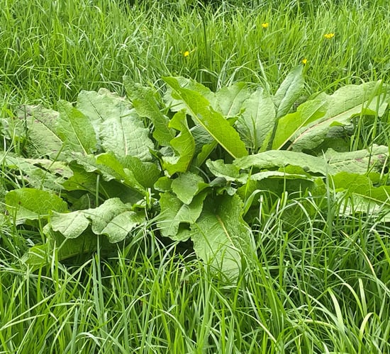Eradicating docks effectively before first-cut silage