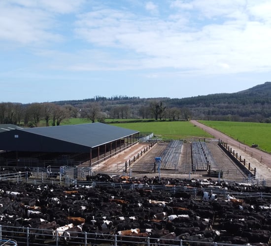 River Blackwater Catchment Series: 480 cows with water quality at helm