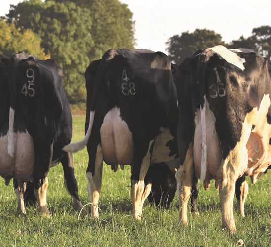 Dúnmasc Genetics: 10 years of innovation, quality and IP-free bulls