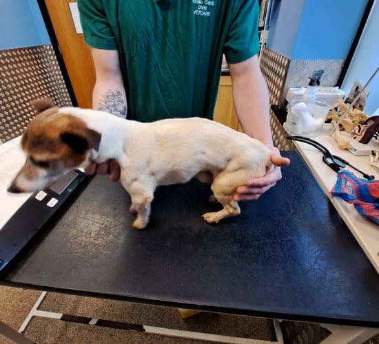 Court: Carlow woman given lifetime ban from owning dogs
