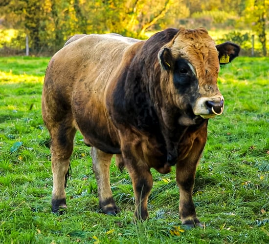 Aubrac society sale and dispersal set for Tullamore this Saturday