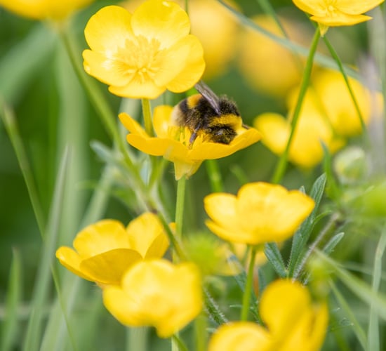 €2.9m in funding for local biodiversity projects