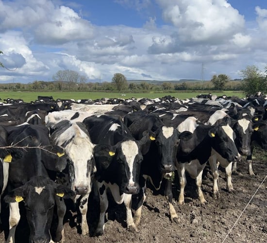 Sexed semen: What time is optimal for insemination?