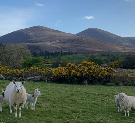ICM Lamb Sustainability Trial: Lamb births and hogget sales