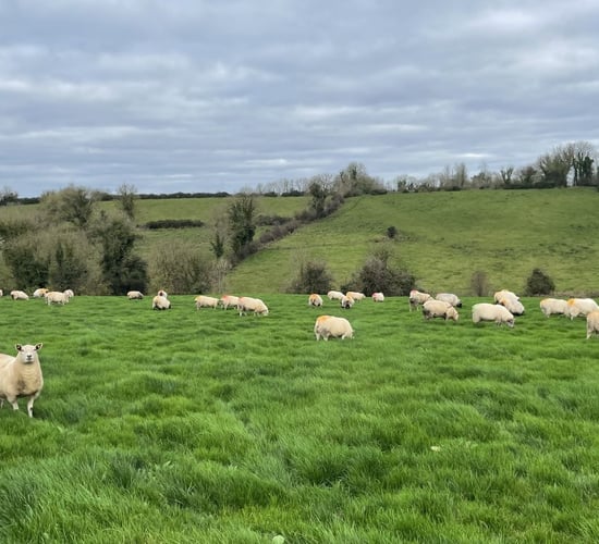 Sheep Trade: Ewe price surges as spring lamb nears €10/kg