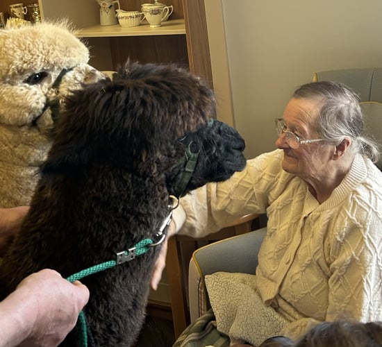 Wexford nursing home residents delight in owl and alpaca visits
