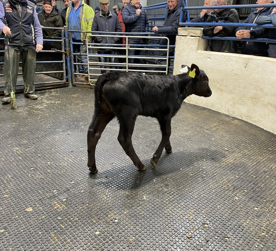 Table: Average calf prices rising on a weekly basis