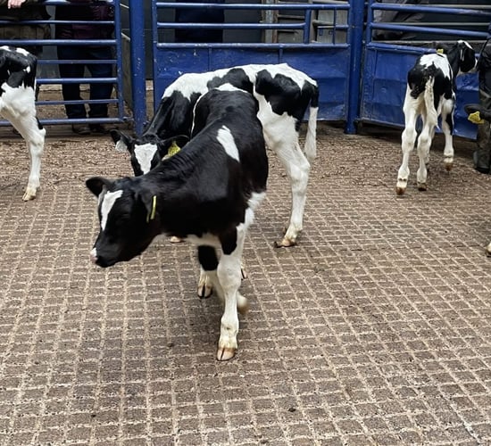 Table: Average calf prices ease after strong price rises