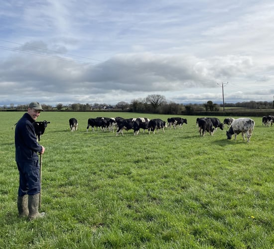 Producing 513kg milk solids and R grade steers in Kilkenny
