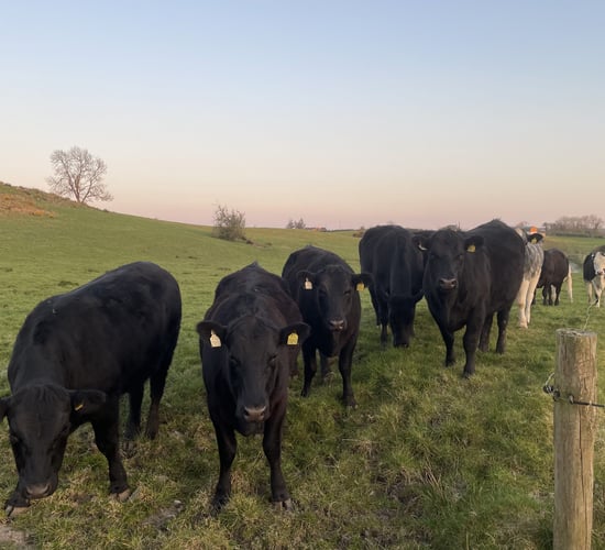 Factory quotes: 30c/kg taken off peak beef price offers