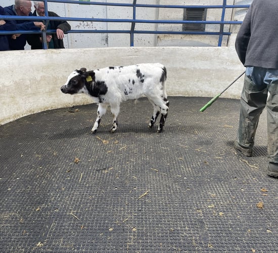 Table: Average calf prices continue to lift at mart sales