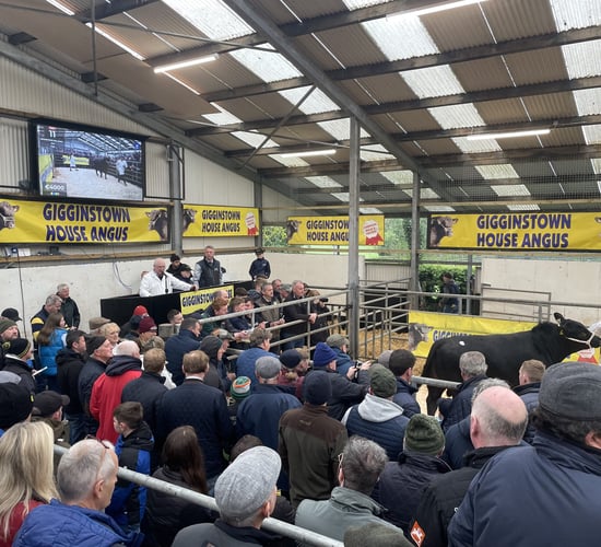 Price report: Fiery trade at Gigginstown Angus Sale